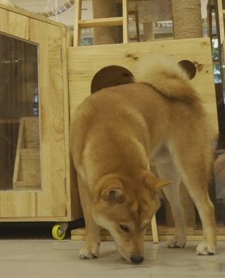 Chó Shiba Inu nhập khẩu Nhật Bản - Dogily Farm & Petshop