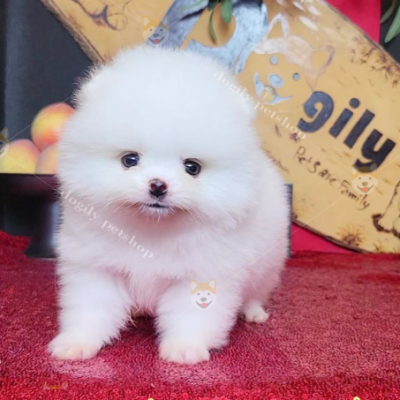 Bé chó Phốc Sóc mini màu trắng xinh xắn tại Dogily Petshop Hà Nội