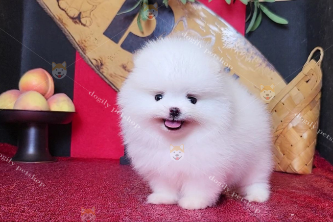 Chó Pom trắng lọt top 10 giống chó trắng đẹp nhất