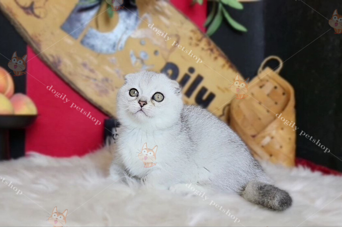 Chú mèo Munchkin Silver đầu tiên xuất hiện tại Mỹ
