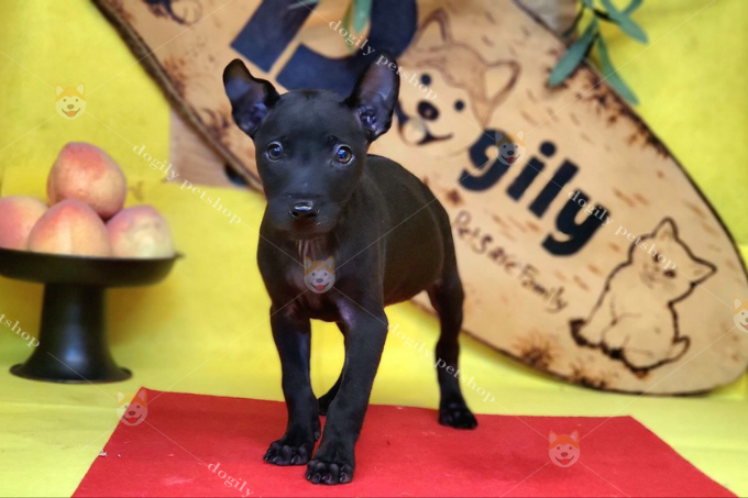 Chó Phú quốc màu đen