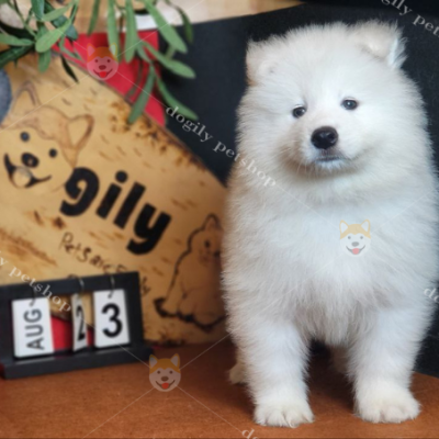 Chó Samoyed là giống chó đẹp bởi bộ lông trắng xóa như tuyết