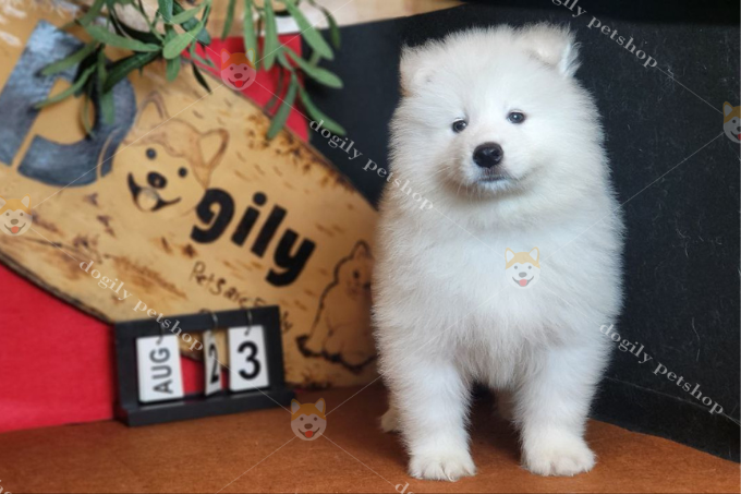 Chó Samoyed là giống chó đẹp bởi bộ lông trắng xóa như tuyết