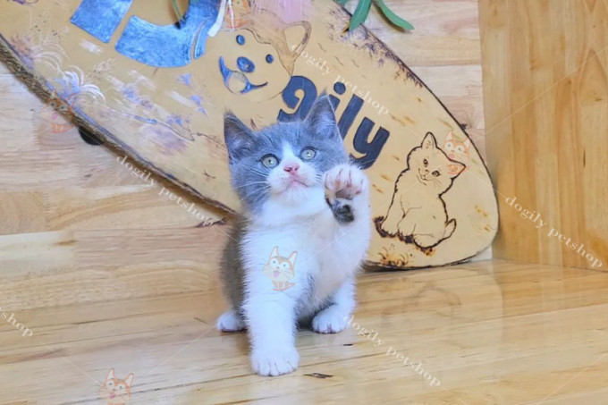 Hình ảnh một bé mèo Anh lông ngắn hai màu với đôi mắt màu vàng đồng đặc trưng ở mèo Anh lông ngắn