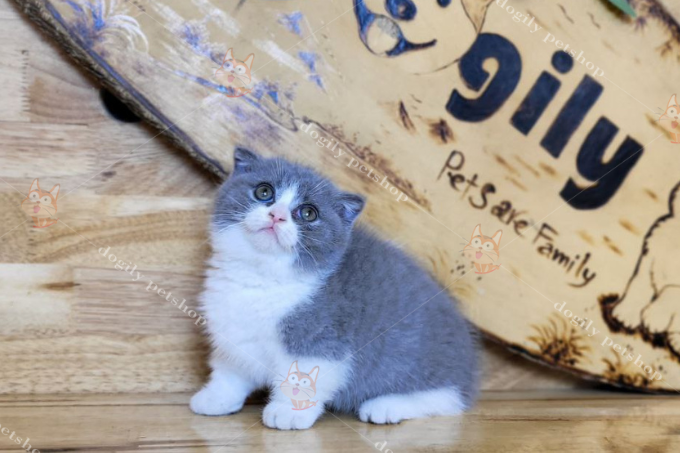 Tổng hợp hình ảnh mèo tai cụp cute, dễ thương từ trại mèo Dogily Cattery