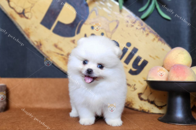 Pst00063 - Dogily Petshop - Chó Mèo Cảnh, Thú Cưng