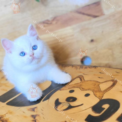 Mèo Aln màu trắng mắt xanh