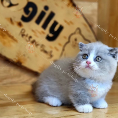 Mèo tai cụp chân ngắn Bicolor 2 tháng tuổi tại trại mèo Dogily Cattery