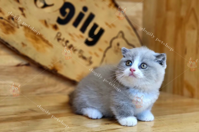 Mèo tai cụp chân ngắn Bicolor 2 tháng tuổi tại trại mèo Dogily Cattery