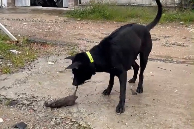Chó Phú quốc đen bắt chuột